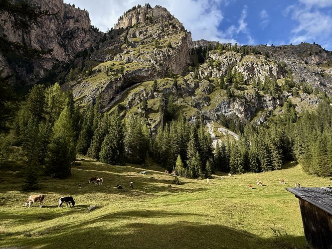 Cow pasture (listen to the cowbells!)