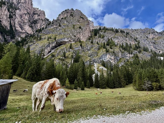 A friendly cow stands along the Vallunga trail