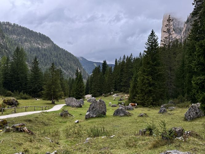 Cows stand in the pastures of Vallunga (Langental)