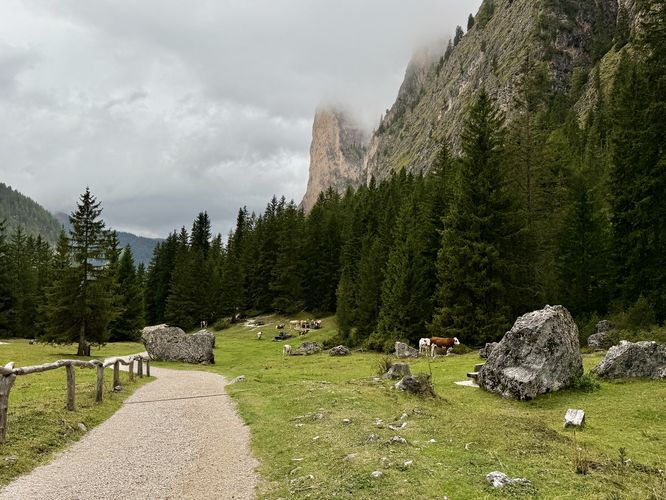 More cows grazing and drinking water in Vallunga (Langental)