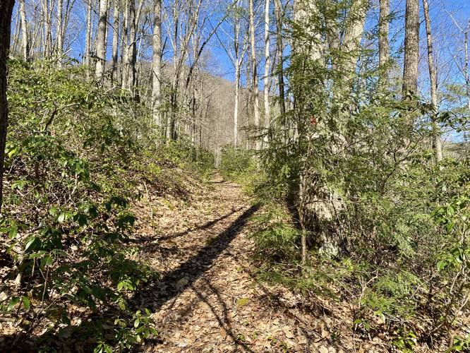 Mountain laurel along the Vanaimes Trail