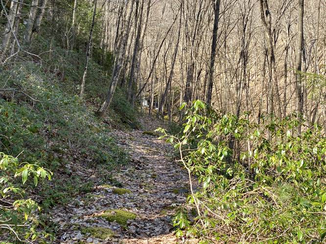 Mountain laurel along the Vanaimes Trail