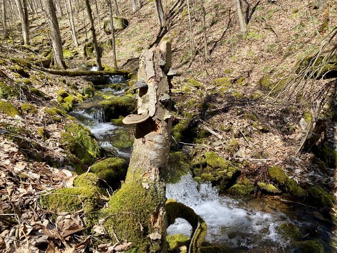 Mushroom stump along the Hamlin Hollow creek