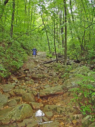 Picture 6 of Veach Gap and South Fork Overlook Hike 060504