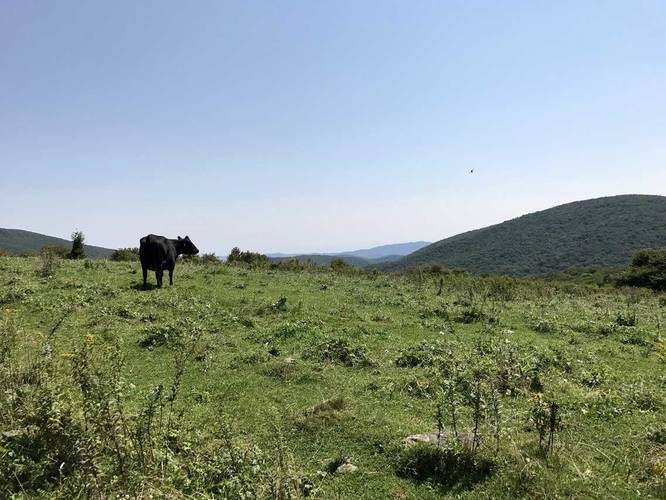 Cow amongst a beautiful vista