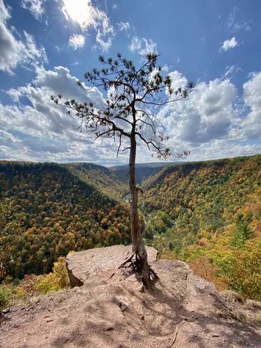 West Rim Trail - WRT Lone Pine Sept 2020 Foliage album