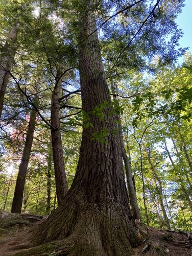 Old-growth hemlock, approx. 300 years old