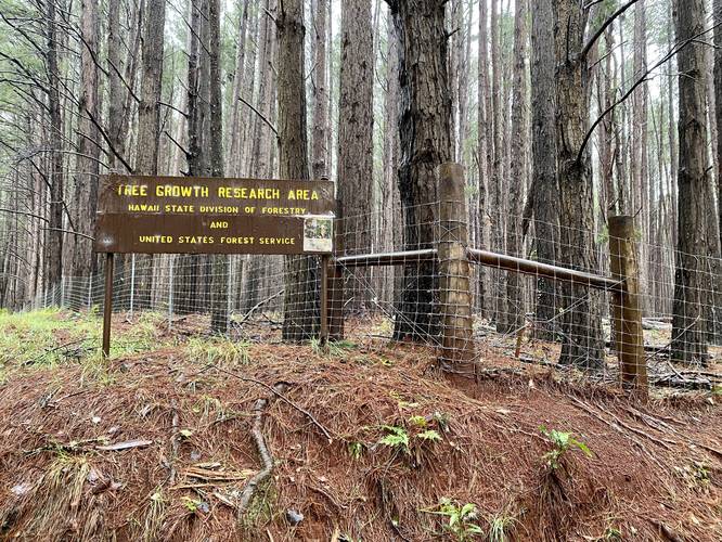 Tree Growth Research Area at the Waihou Spring Trail, by the Hawaii State Division of Forestry and the US Forest Service