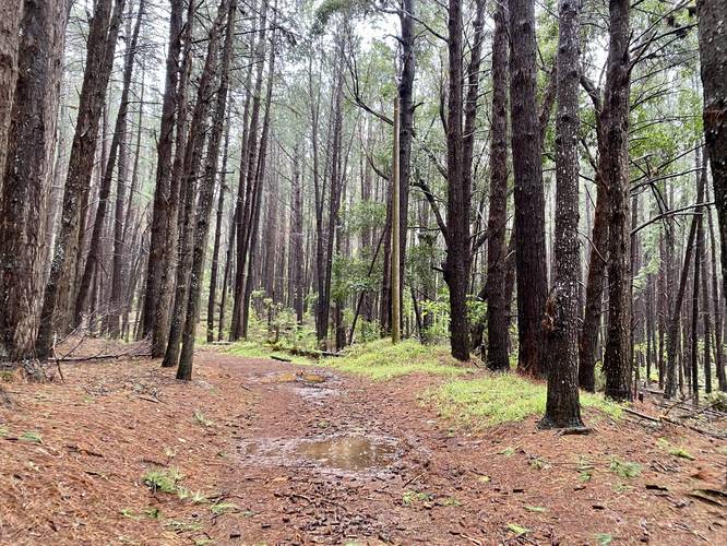 Tall pine trees surround the Waihou Spring Trail