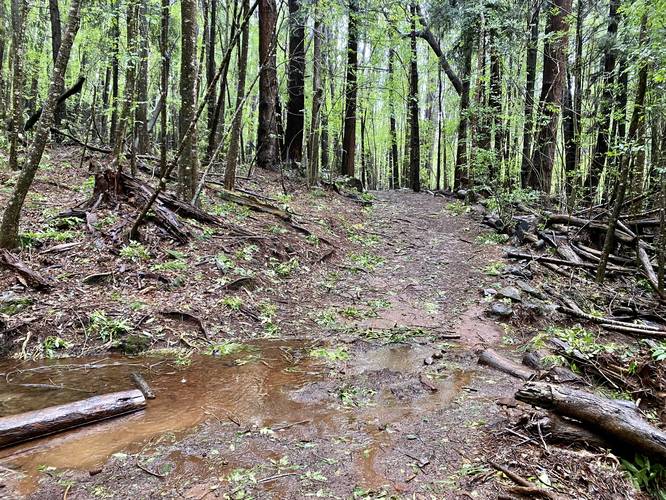 Small stream flows through the trail