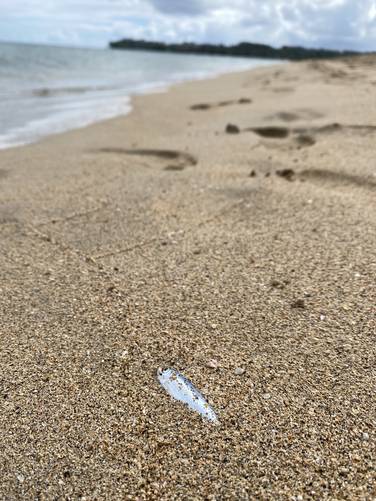 Dead fish in the sand at Waioli Beach