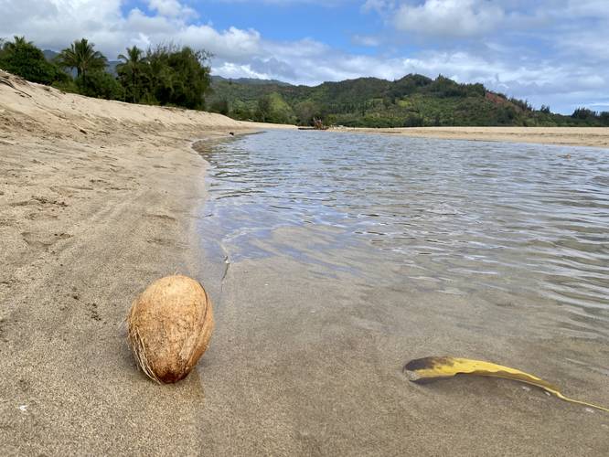 Coconut on banks of Waioli Stream at Waioli Beach, Hanalei Hawaii (Kauai)