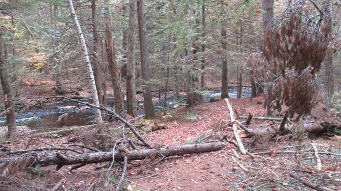 Tree debris along the trail