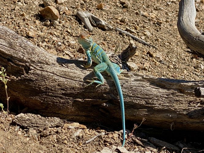 Eastern collard lizard