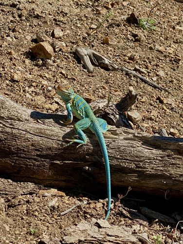 Eastern collard lizard