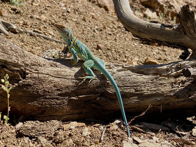 Eastern collard lizard