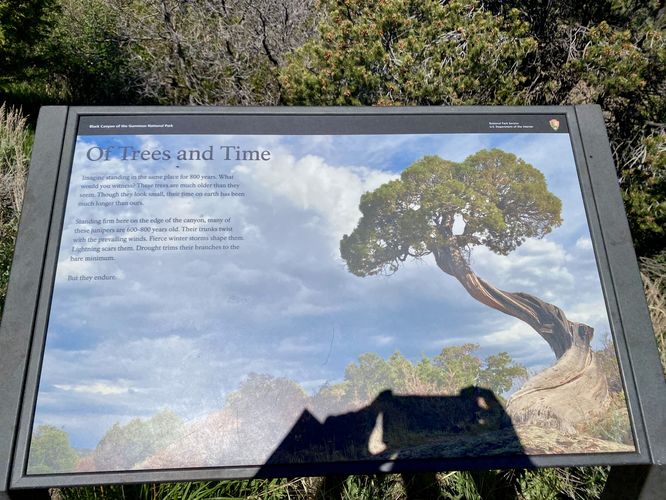 Of Trees and Time: juniper trees on this trail are upwards of 800 years old