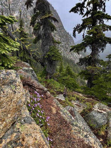 Picture 14 of Washington Pass Overlook