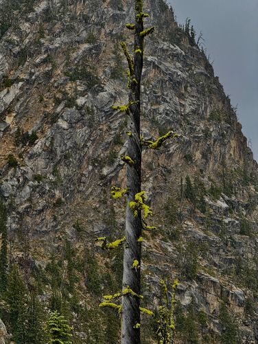 Dead evergreen with vibrant-green moss