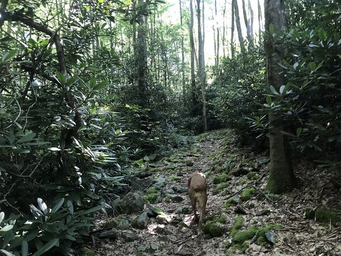 Picture 4 of Watoga State Park Hike 072719