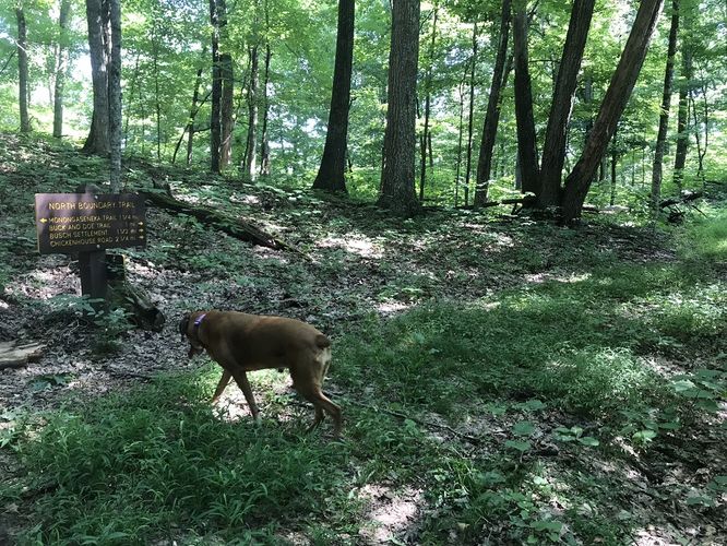 Picture 5 of Watoga State Park Hike 072719