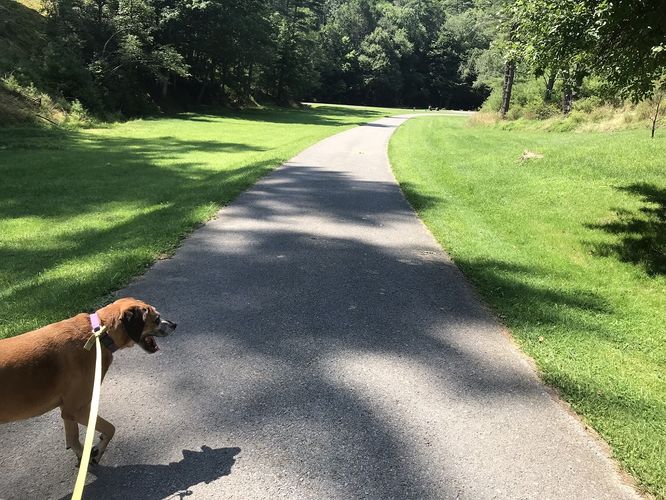 Picture 10 of Watoga State Park Hike 072719