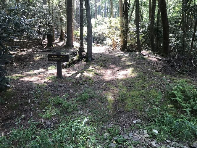 Picture 11 of Watoga State Park Hike 072719