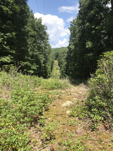 Picture 13 of Watoga State Park Hike 072719
