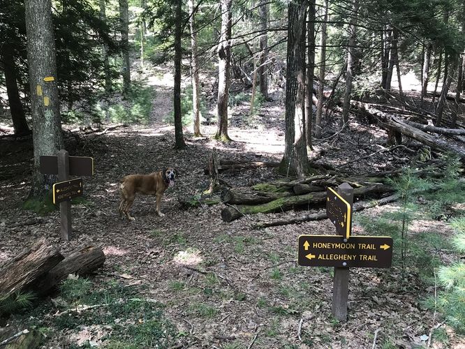 Picture 14 of Watoga State Park Hike 072719