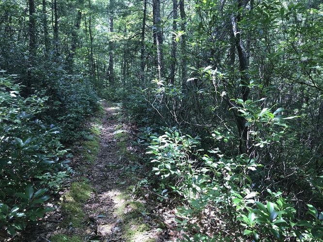 Picture 15 of Watoga State Park Hike 072719