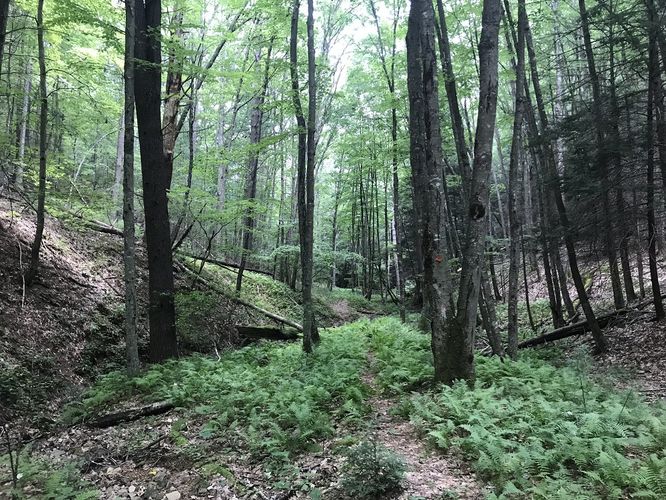 Picture 18 of Watoga State Park Hike 072719