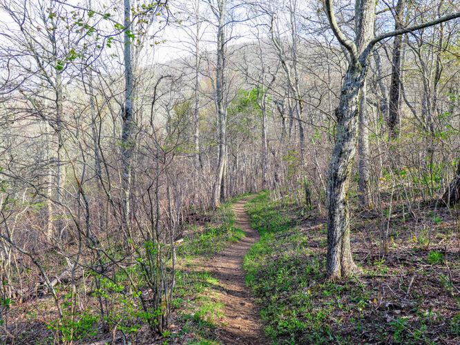 Picture 6 of Wayah Bald Hike 042917