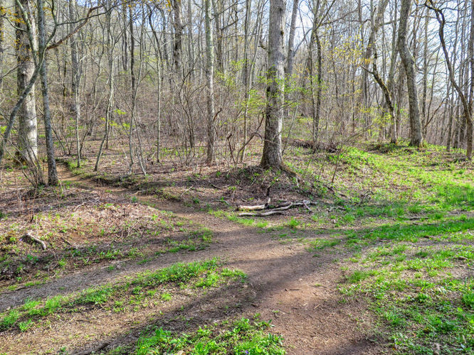 Picture 7 of Wayah Bald Hike 042917