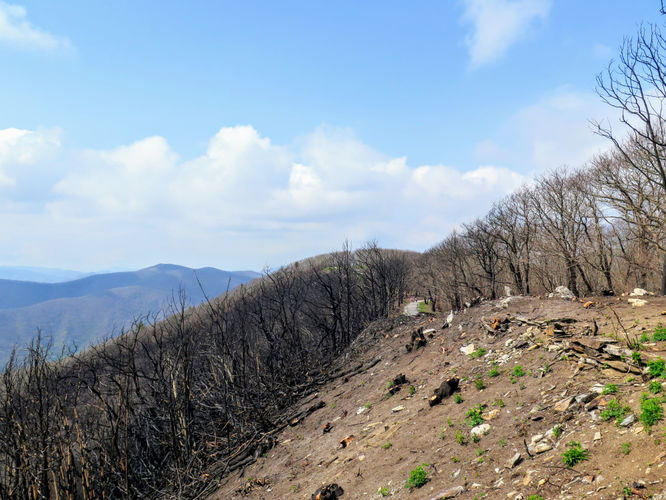 Picture 26 of Wayah Bald Hike 042917
