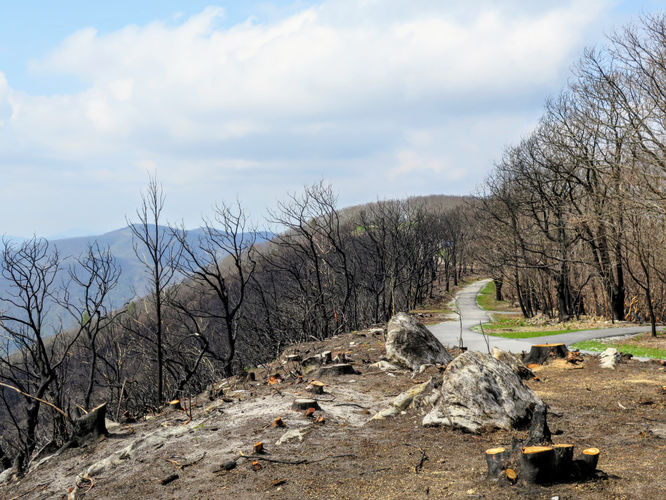 Picture 31 of Wayah Bald Hike 042917