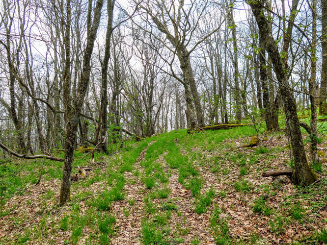 Picture 35 of Wayah Bald Hike 042917
