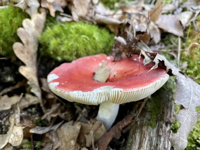 Russula emetica (The Sickener) mushroom