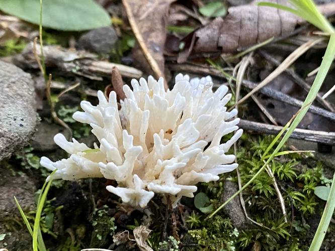 False Coral mushroom