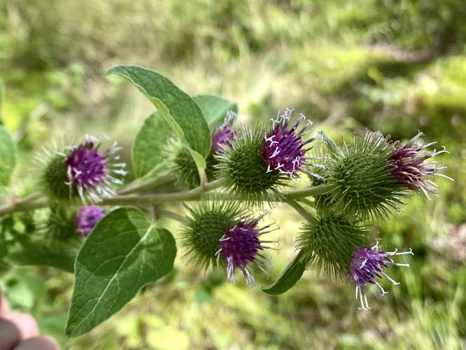 Lesser Burdock wildflowers