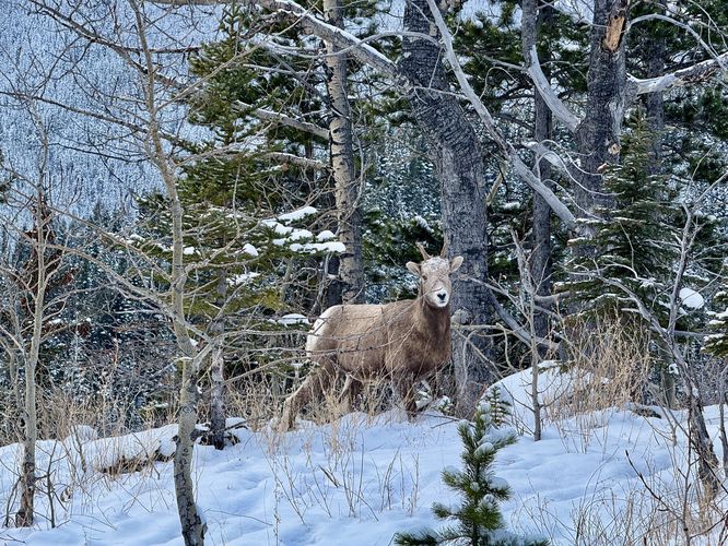 Picture 27 of Wedge Smear 11282025