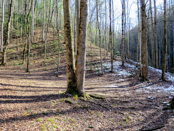 Picture 15 of Wesser Bald Hike 121617