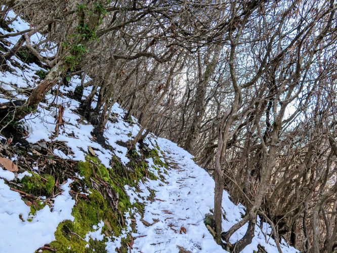 Picture 21 of Wesser Bald Hike 121617