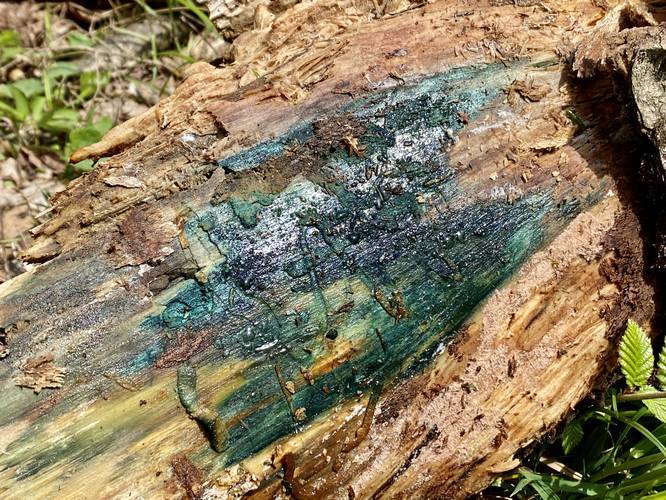 Beautiful blue and green mold growing on a rotting tree