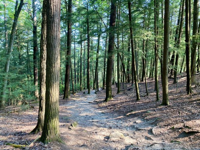 Evergreens line the trail as it descends to parking