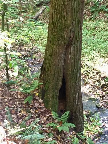 Old growth tree with a den inside