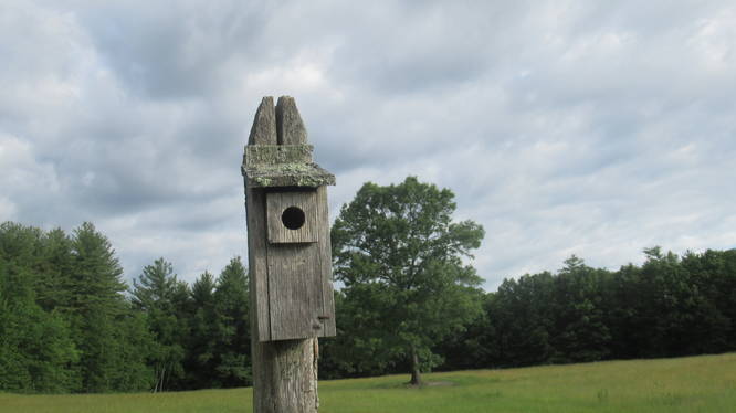 Several bird houses are installed along the road 