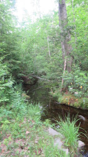 Small stream along trail