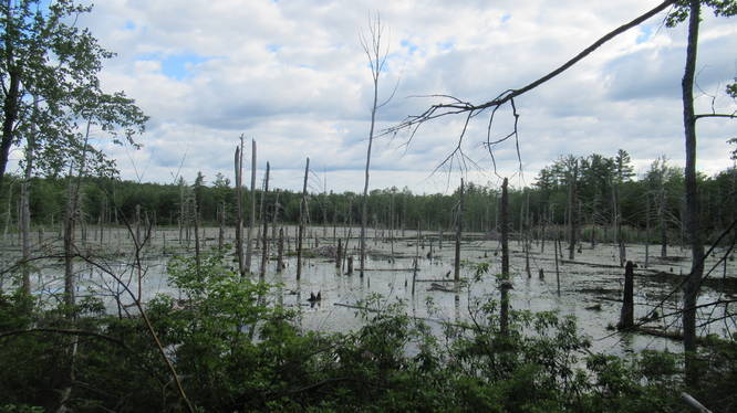 View of beaver pond and Heron Rookery