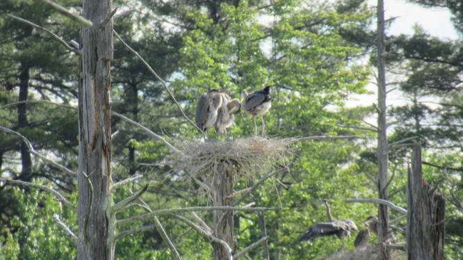 Great Blue Heron Chicks wait for feeding at the rookery