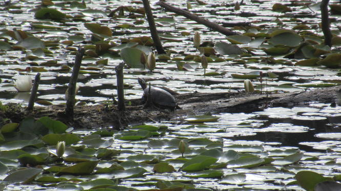 Turtle on a log at the Beaver Pond